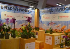 In ornamental horticulture, people were busy with Flower Trials, but a little ornamental cultivation wasn't lacking at GreenTech either, like here in the Breeders Pavilion.